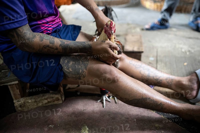 Bangkok, Thailand. February 25th 2025. A local Thai man from the Khlong Toei neighborhood in Bangkok prepares his fighting cock for an upcoming cockfighting competition, Thailand