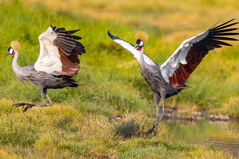 Crowned Crane (Balearica regulorum) courtship behavier South Luangwa NP Zambia August