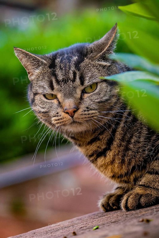 Curious cat looking through green leaves towards the camera, Weil der Stadt, Böblingen district, Germany