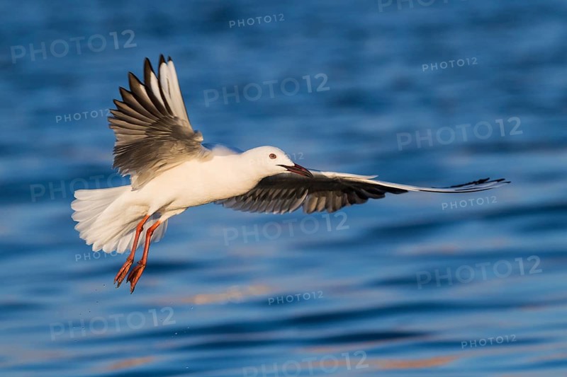 Slender-billed Gull (Chroicocephalus genei) flying, Eilat, Israel
