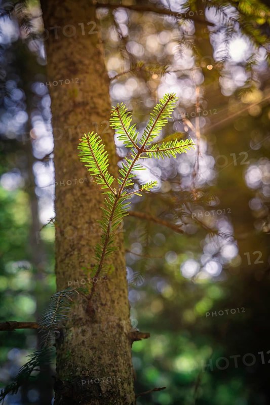 A small green branch on a tree trunk is illuminated by soft sunlight, Unterhaugstett, Black Forest, Germany
