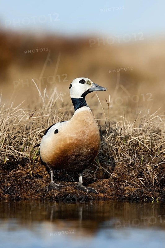 Steller's Eider (Polysticta stelleri) male, Alaska, USA