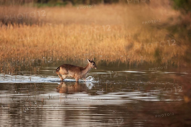 A fallow deer walks through shallow water surrounded by golden reeds. The calm reflection on the water creates a tranquil atmosphere, showcasing the beauty of nature in wetland of the Emporda