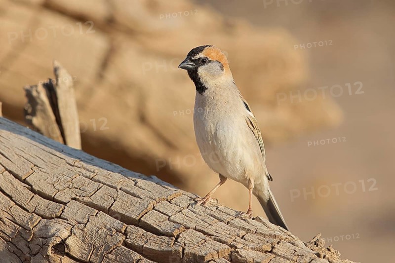 Saxaul Sparrow (Passer ammodendri) male, Oemnoe Gobi, Mongolia