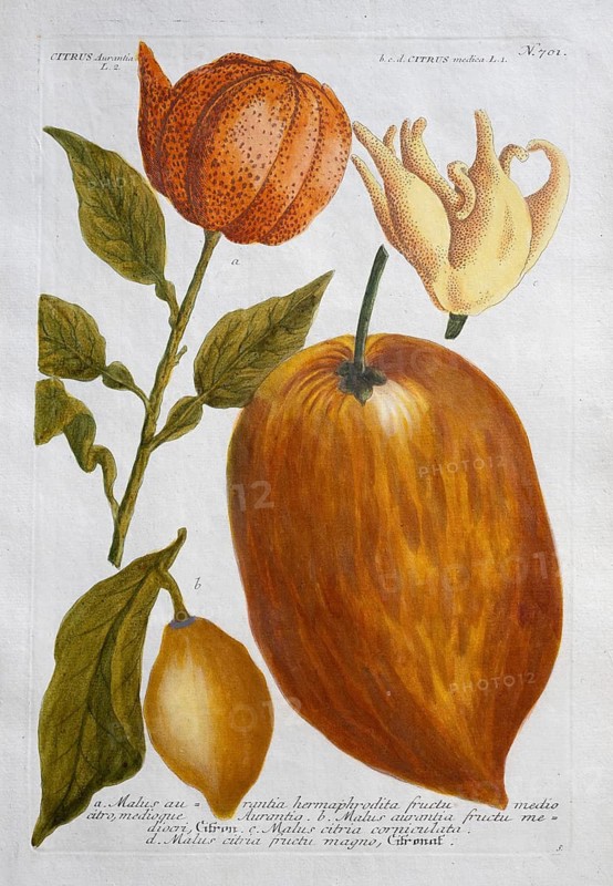 Citrus aurantia, citrus medica, malus aurantia, lemons, hand-colored mezzotinto copper engraving from Phytanthoza iconographica by Johann Wilhelm Weinmann, executed by Bartholomäus Seutter, Johann Jakob Haid and Johann Elias Ridinger, Regensburg 1734-1745