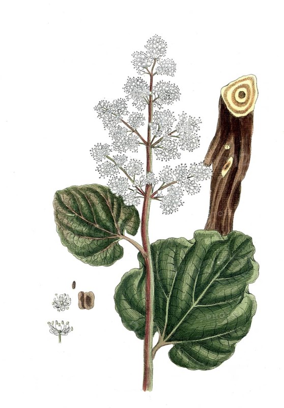 Rheum rhaponticum, rhapontic rhubarb, also known as Siberian rhubarb or Bulgarian rhubarb, digital reproduction of a historical original, between 1790 and 1810