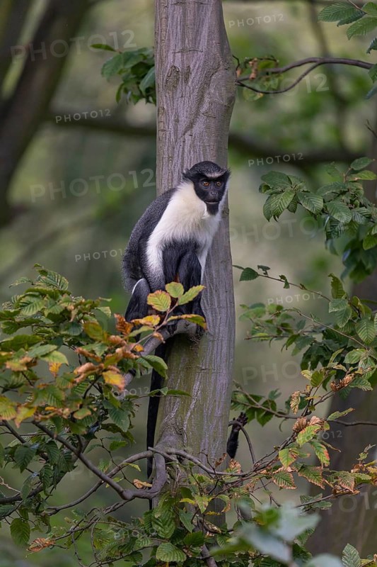 One adult Diana monkey (Cercopithecus diana) sitting on a branch of a tree looking around. A forest in the background