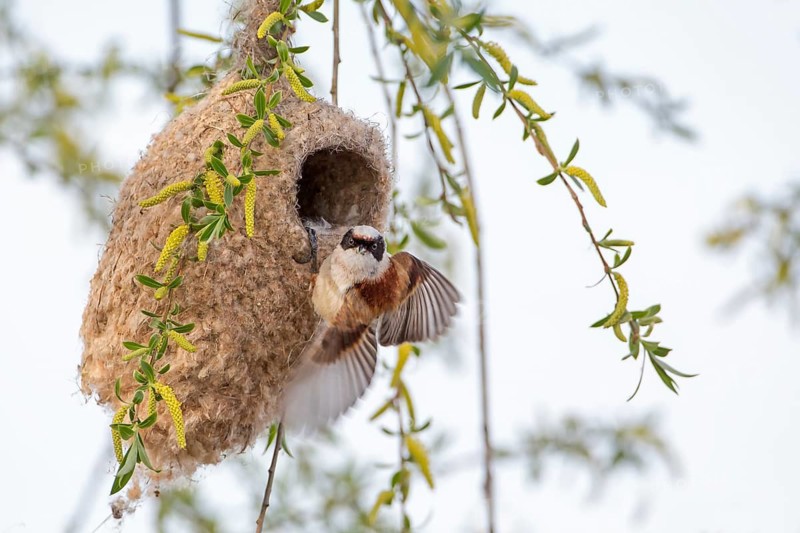Eurasian Penduline Tit (Remiz pendulinus) male building nest, Saxony-Anhalt, Germany