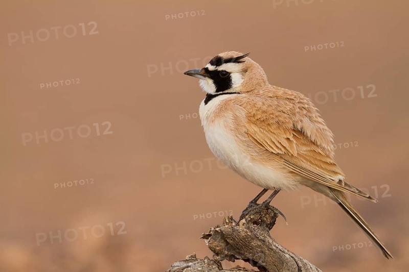 Temminck's Horned Lark - Saharaohrenlerche - Eremophila bilopha, Morocco