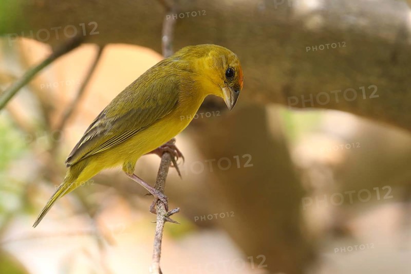 Orange-fronted Yellow Finch (Sicalis columbiana columbiana) male perched on a branch, Los Llanos, Venezuela