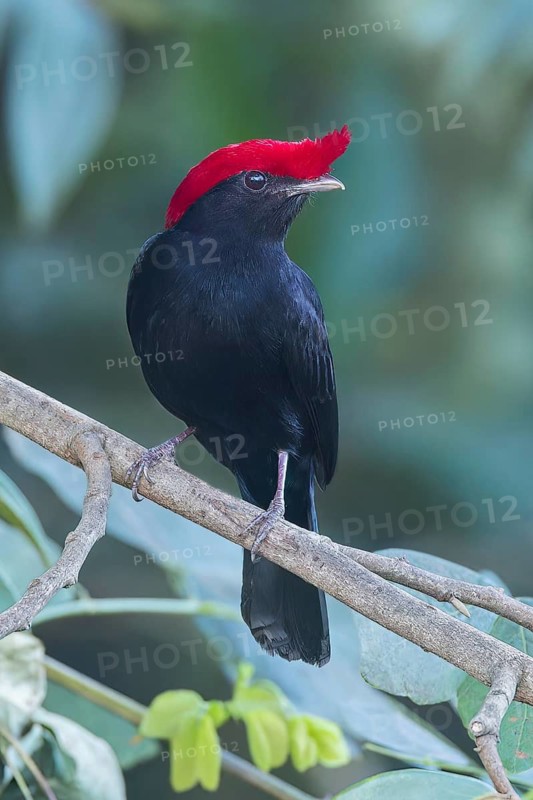 Helmeted Manakin (Antilophia galeata) perched on a branch in the Pantanal of Brazil