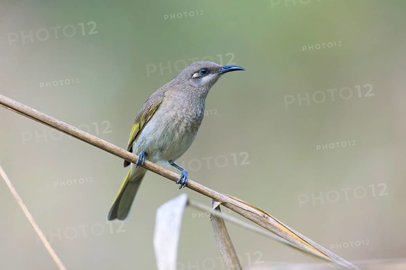 Brown Honeyeater (Lichmera indistincta), Queensland, Australia