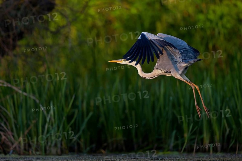 Grey grey heron (Ardea cinerea), foraging, flight recording, boat trip, Tiszaalpár, Kiskunsági National Park, Bács-Kiskun, Hungary