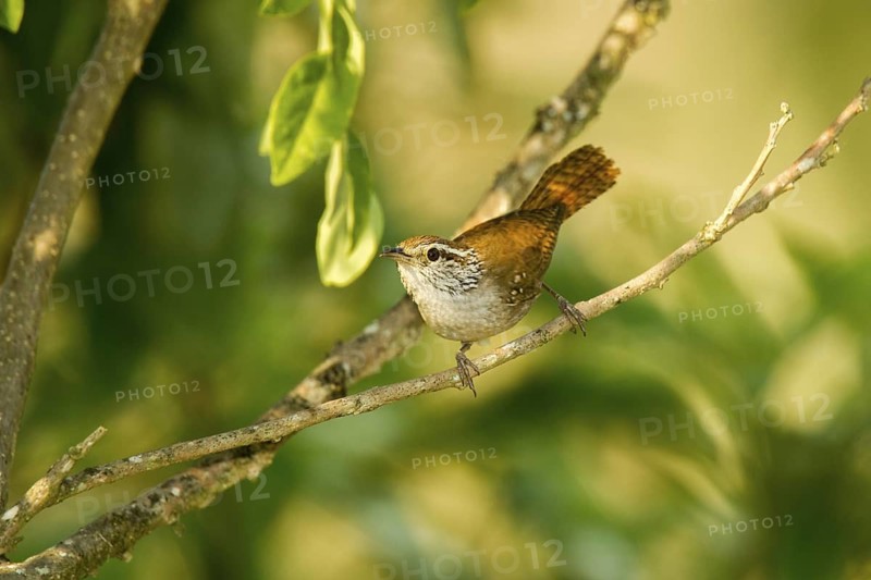 Sinaloa Wren Thryothorus sinaloa El Tuito, Jalisco, Mexico 9 June Adult Troglodytidae