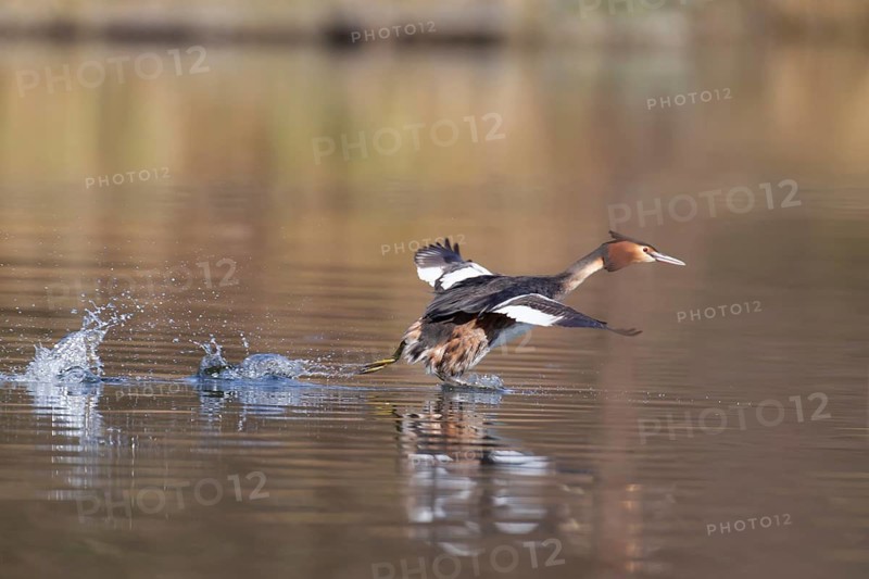Great crested grebe (Podiceps cristatus) adult bird running across the water of a river, Norfolk Broads, England, United Kingdom