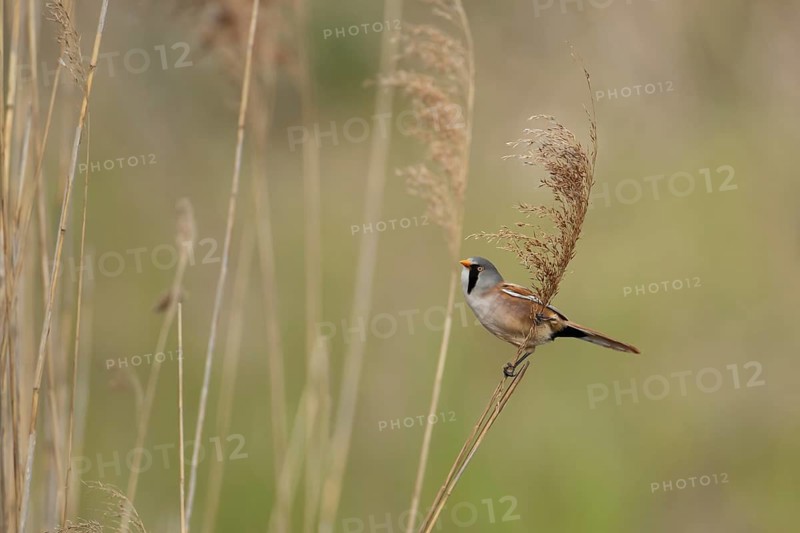 Bearded tit or reedling (Panurus biarmicus) adult male bird on the edge of a reedbed, RSPB Titchwell nature reserve, Norfolk, England, United Kingdom