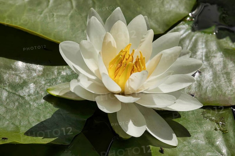 Water lily. Krasnodar. Russia