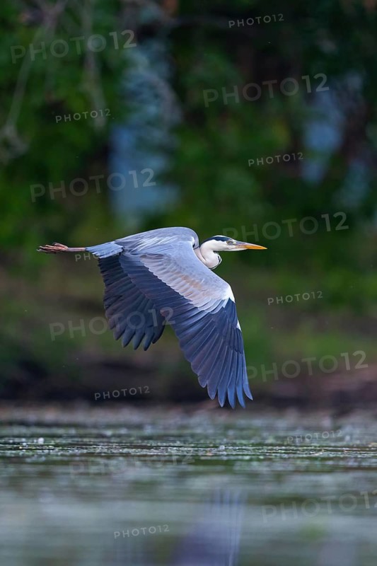 Grey grey heron (Ardea cinerea), Foraging, Boat Trip, Tiszaalpár, Kiskunsági National Park, Bács-Kiskun, Hungary
