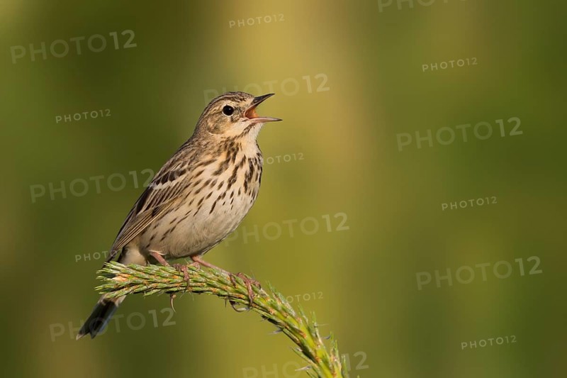 Tree Pipit - Baumpieper - Anthus trivialis ssp. trivialis, Russia
