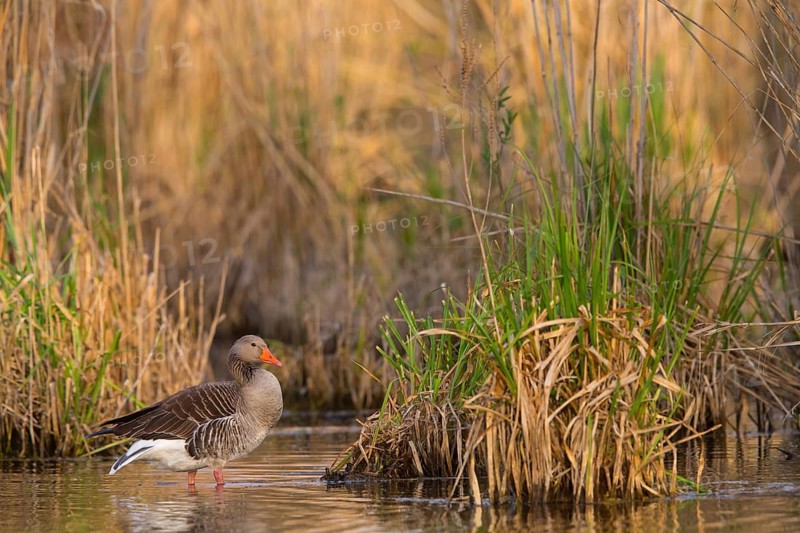 Grey goose, (Anser anser), animals, birds, goose, geese, field geese, duck family, biotope, habitat, Wagbachniederung, Ladenburg, Baden-Württemberg, Federal Republic of Germany