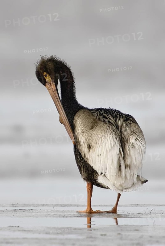 American White Pelican (Pelecanus erythrorhynchos), Texas, USA