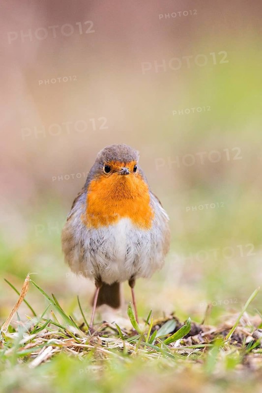 European Robin (Erithacus rubecula) perched on the ground, Baden-Wuerttemberg, Germany
