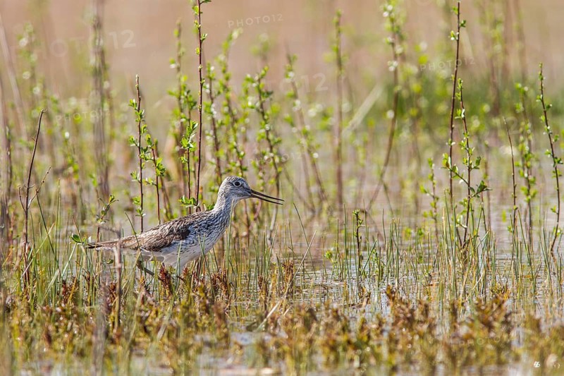 Common Greenshank (Tringa nebularia), walking on marsh, Galicia, Spain