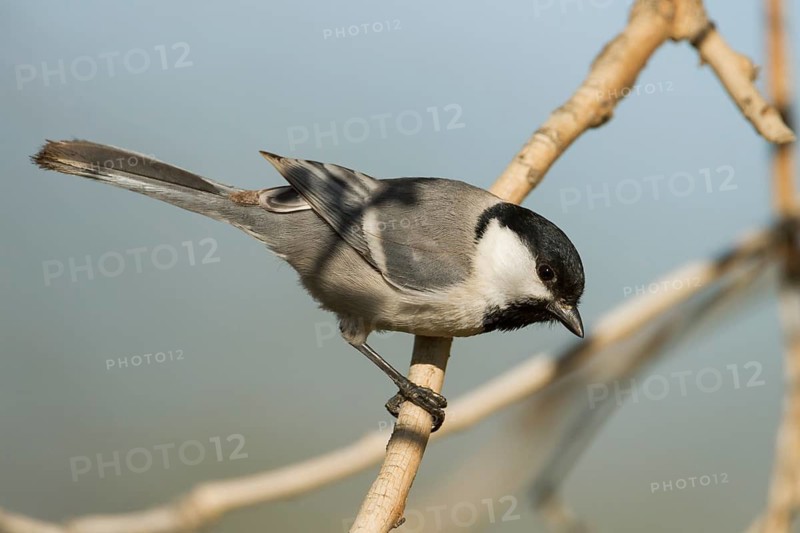 Turkestan Tit - Turkestanmeise - Parus major ssp. turkestanicus, Kazakhstan, adult
