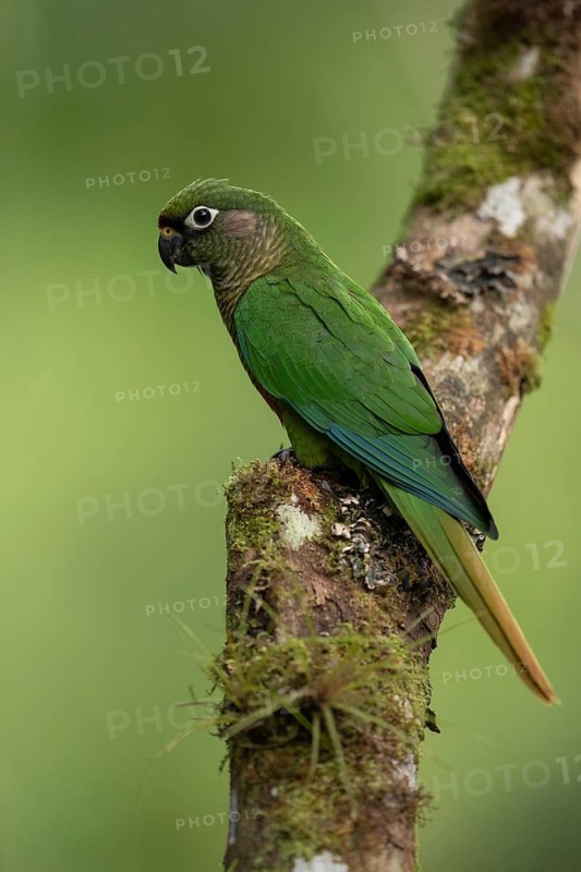 Maroon-bellied Parakeet (Pyrrhura frontalis) perched on a branch, Atlantic rainforest, Brazil