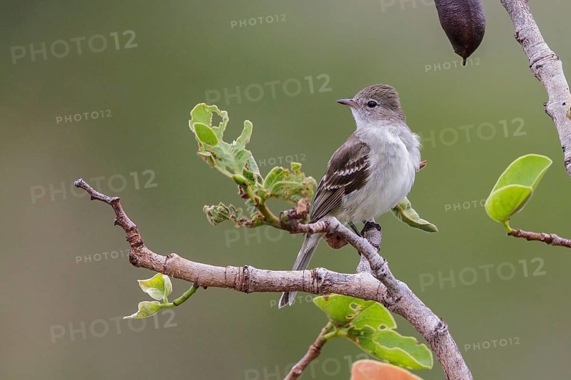 Plain-crested Elaenia (Elaenia cristata) perched on a branch in the Atlantic rainforest of southeast Brazil