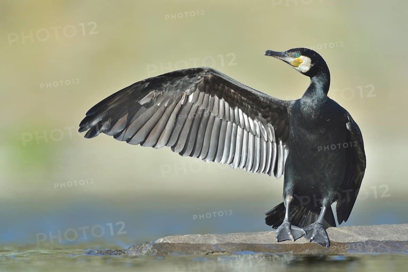 Great Cormorant (Phalacrocorax carbo), North Rhine-Westphalia, Germany