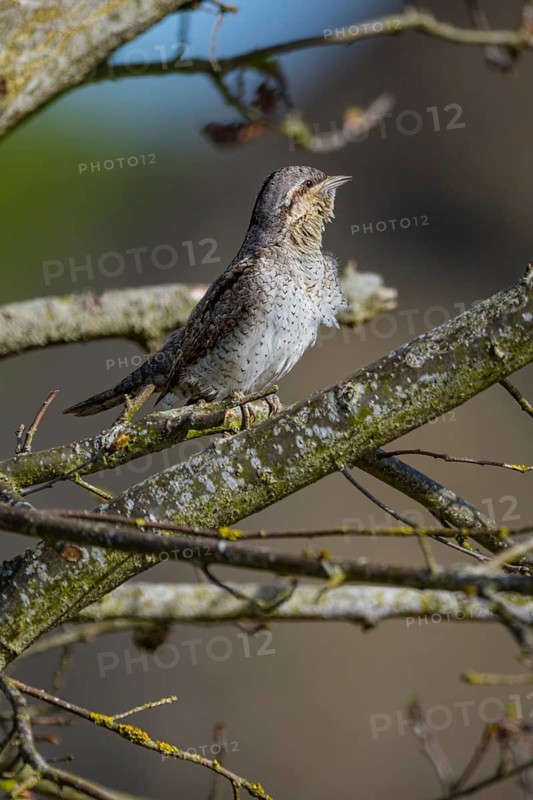 Eurasian wryneck (Jynx torquilla) Germany