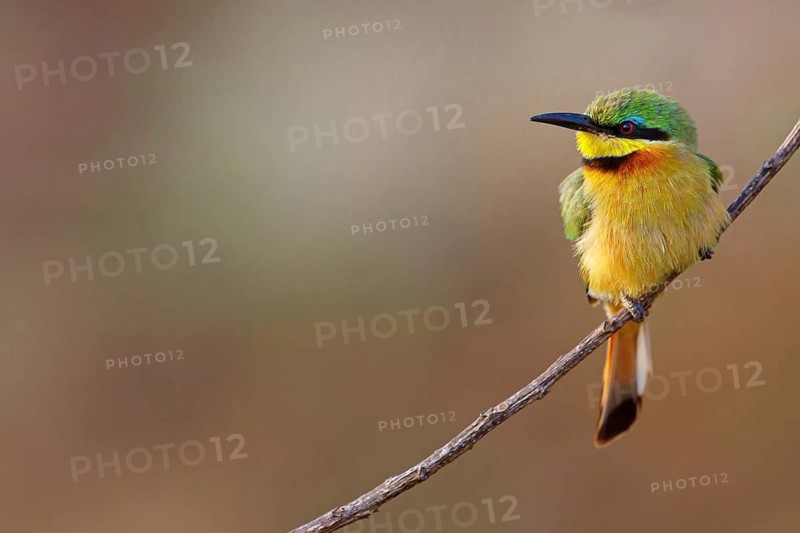 Pygmy Bee-eater, (Merops pusillus), on perch, Africa, South Africa, KwaZulu-Natal, Bee-eater family, (Merops apiaster), Ithala Game Reserve, Louwsburg