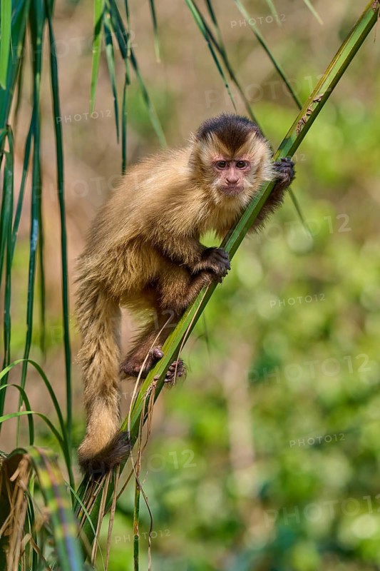 A capuchin monkey skilfully climbs a green branch in the wild, capuchin monkey (Sapajus apella), Pantanal, Mato Grosso, Brazil