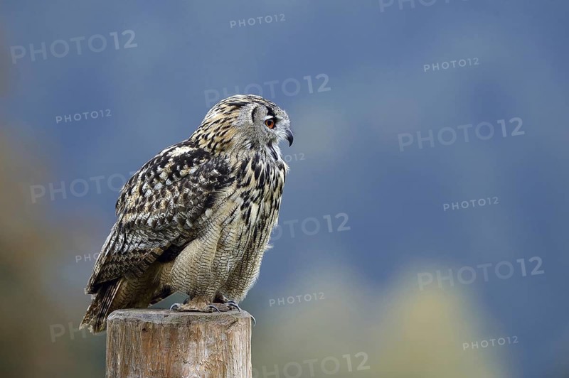 Eurasian Eagle-Owl (Bubo bubo), Lower Saxony, Germany