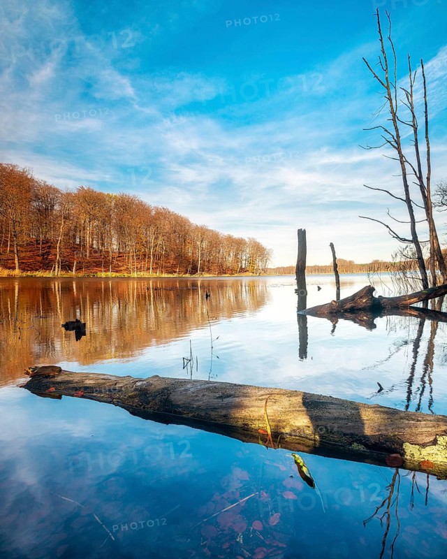 Autumn at Schweingartensee, dead tree trunks on the shore, Müritz National Park, Serrahn area, Mecklenburg-Western Pomerania, Germany