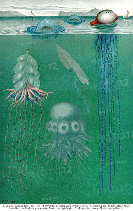 Historical illustration, 19th Century, siphonophores, Staatsquallen, historische Zeichnung, 19. Jahrhundert