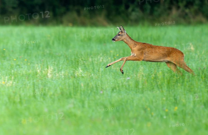 Roe deer (Capreolus capreolus), doe jumping across a meadow, wildlife, Lower Saxony, Germany