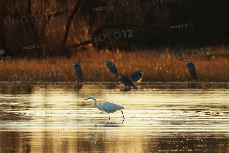 A serene image of gray herons through a glistening body of water at sunset. The warm golden light cast by the setting sun creates a peaceful and picturesque scene in wetland of the Emporda