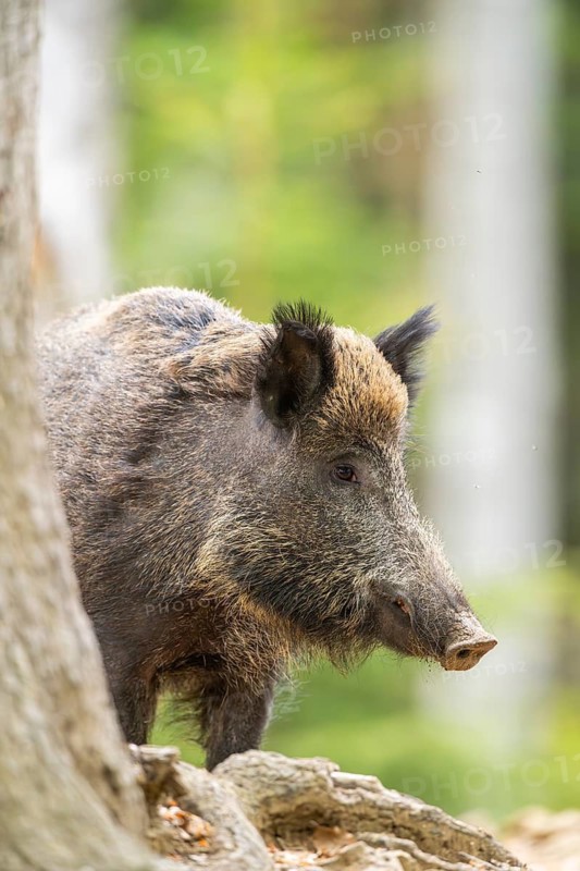Wild boar (Sus scrofa) standing in a forest, Bavaria, Germany