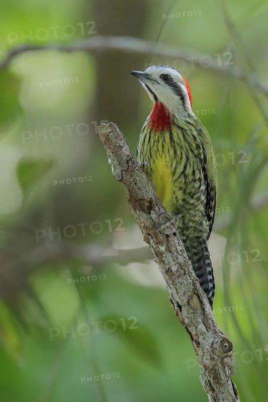 Cuban Green Woodpecker (Xiphidiopicus percussus) perched on a branch in Cuba