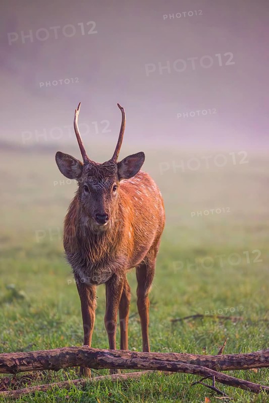 A Sambar stag (Rusa unicolor), stands on a misty meadow in first morning light