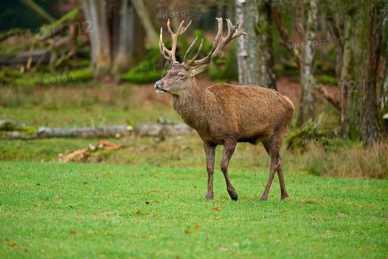 A deer walks confidently through the forest on a green meadow, red deer (Cervus elaphus), Hesse, Germany