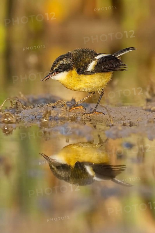 Many-colored Rush Tyrant (Tachuris rubrigastra) juvenile at waterhole, Santiago Metropolitan, Chile