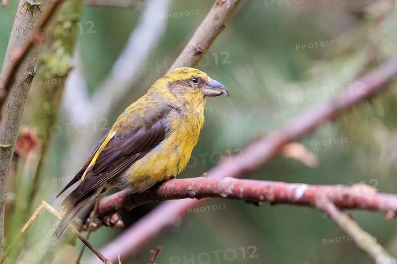 A male red crossbill or common crossbill (Loxia curvirostra) sits in a tree. Bavaria, Germany