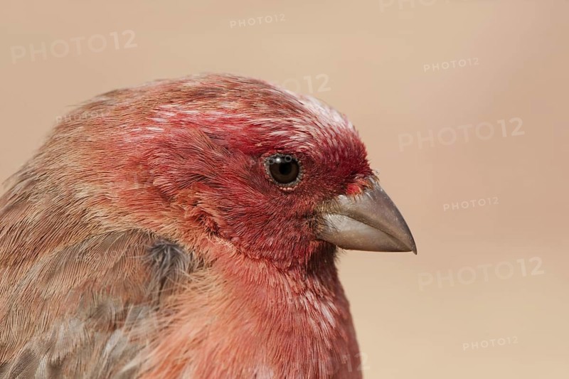 Sinai Rosefinch (Carpodacus synoicus) male, Eilat, Israel