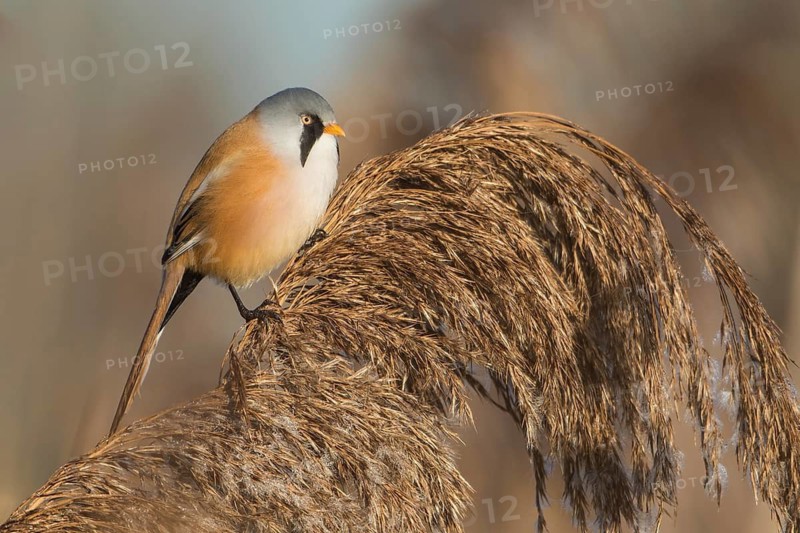 Bearded Reedling (Panurus biarmicus) male perched in reedbed, Baden-Wuerttemberg, Germany