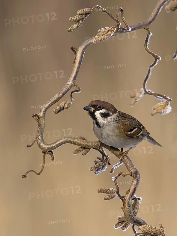Eurasian Tree Sparrow (Passer montanus), Utrecht, Netherlands