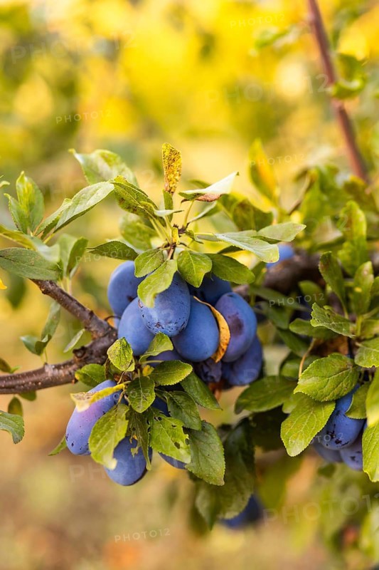 Close-up of ripe, vibrant plums hanging on sturdy tree branches surrounded by lush green leaves The vivid colors highlight the natural beauty and abundance of the fruit