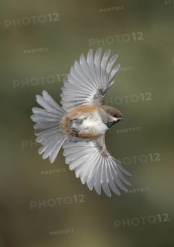 Boreal Chickadee (Poecile hudsonicus) flying, Alaska, USA